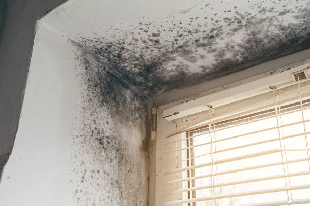 Affordable Commercial Mold Remediation solutions in Hooversville, PA